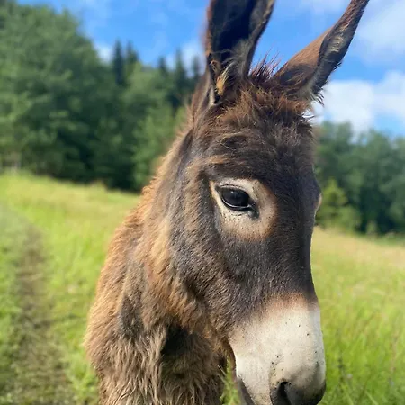 Дом отдыха Rajski Zakatek - Jeden Na Dzialce Z Goraca Balia I Mini Zoo
